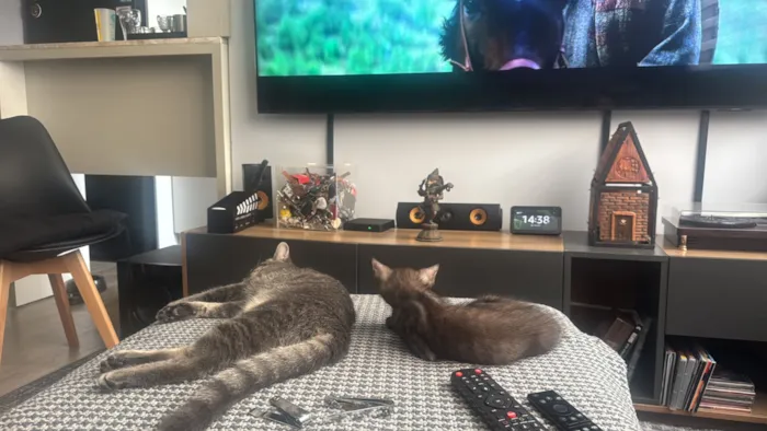 Gato raça Exótico idade 1 ano nome Atchim 