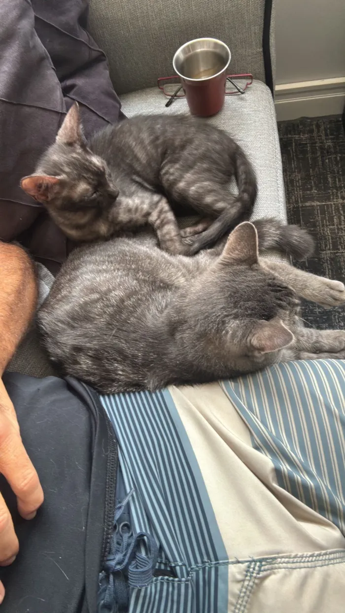 Gato raça Exótico idade 1 ano nome Atchim 