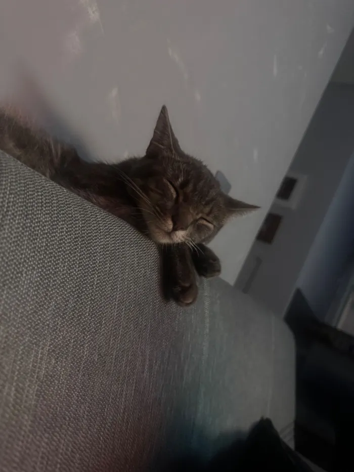 Gato raça Exótico idade 1 ano nome Atchim 