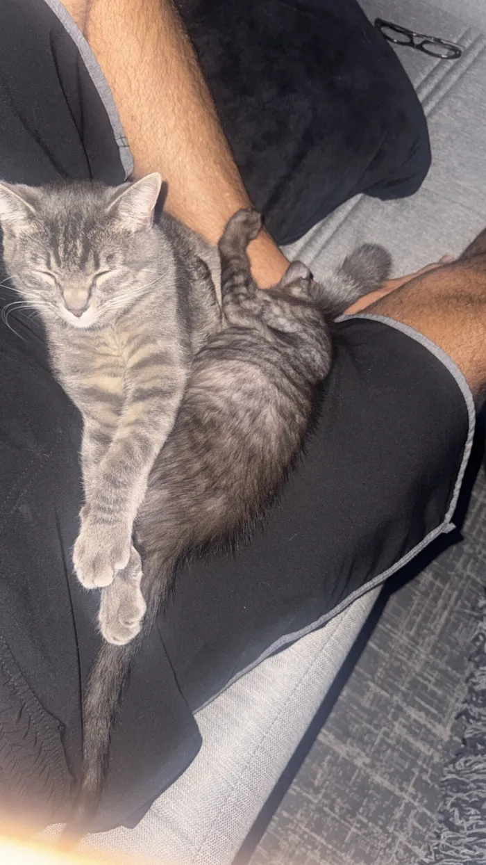 Gato raça Exótico idade 1 ano nome Atchim 