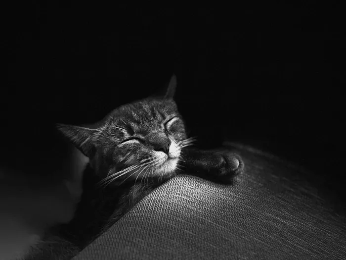 Gato raça Exótico idade 1 ano nome Atchim 