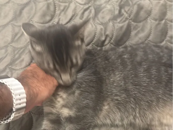 Gato raça Exótico idade 1 ano nome Atchim 