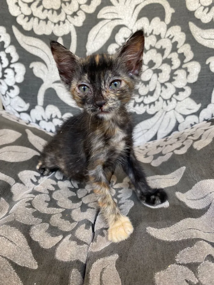 Gato raça SRD-ViraLata idade 2 a 6 meses nome Maria 