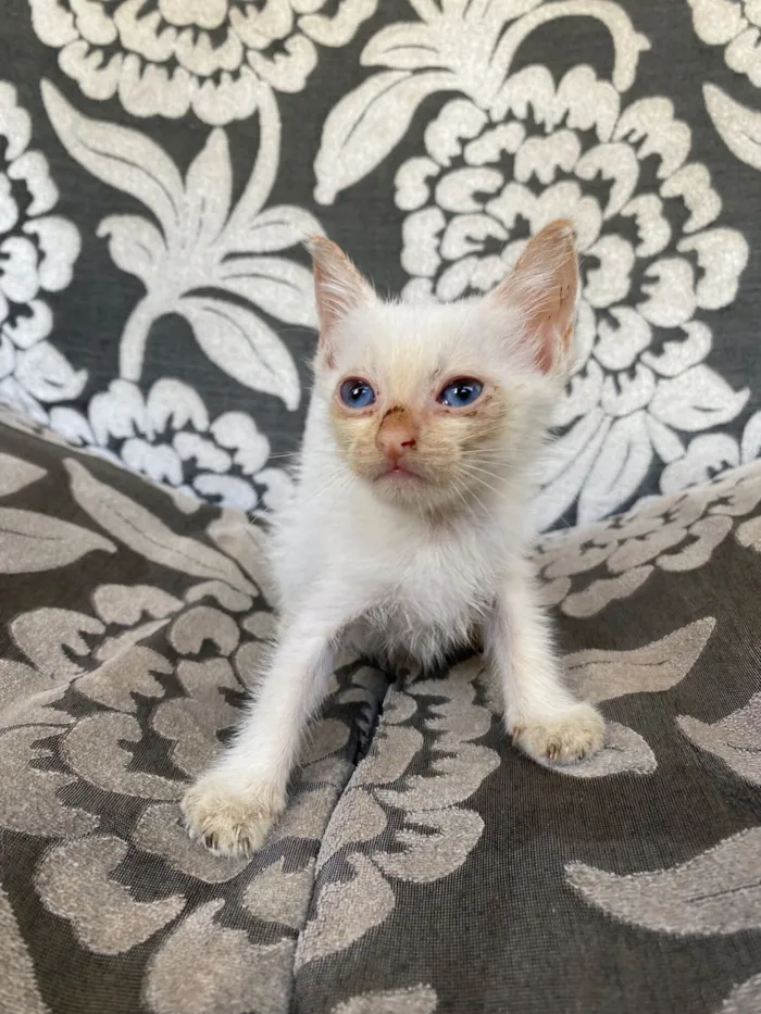 Gato raça SRD-ViraLata idade 2 a 6 meses nome Maria 