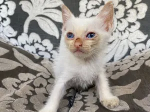 Gato raça SRD-ViraLata idade 2 a 6 meses nome Maria 