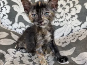 Gato raça SRD-ViraLata idade 2 a 6 meses nome Maria 