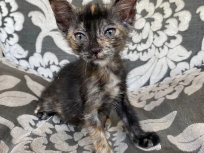 Gato raça SRD-ViraLata idade 2 a 6 meses nome Maria 