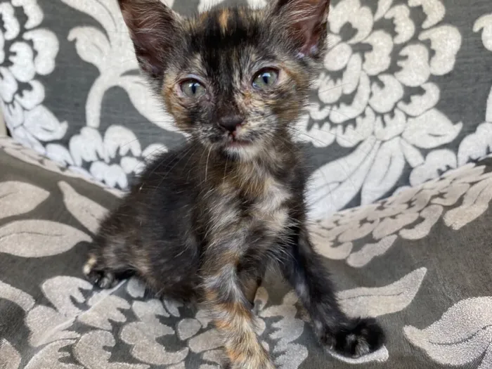 Gato raça SRD-ViraLata idade 2 a 6 meses nome Maria 