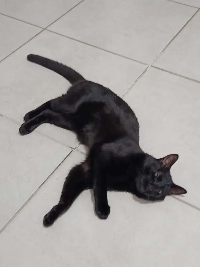 Gato raça SRD-ViraLata idade 1 ano nome Melo