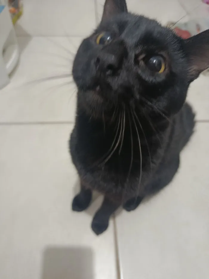 Gato raça SRD-ViraLata idade 1 ano nome Melo