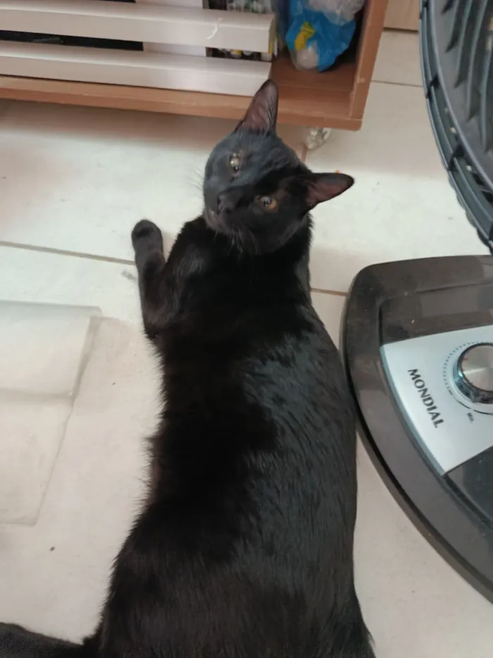 Gato raça SRD-ViraLata idade 1 ano nome Melo