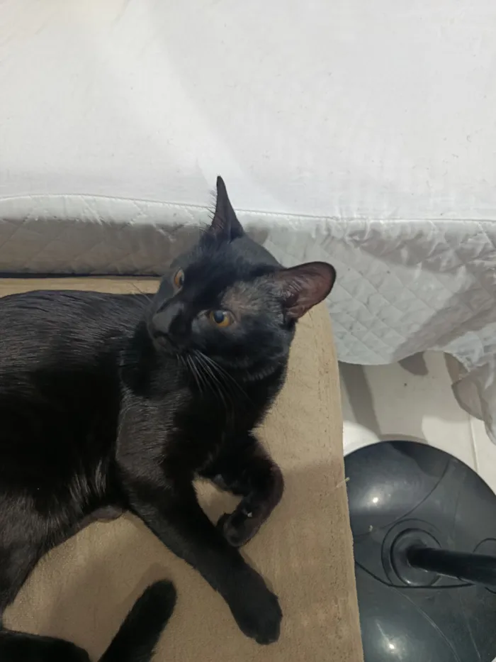 Gato raça SRD-ViraLata idade 1 ano nome Melo