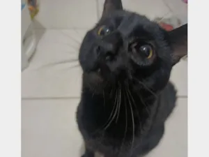 Gato raça SRD-ViraLata idade 1 ano nome Melo