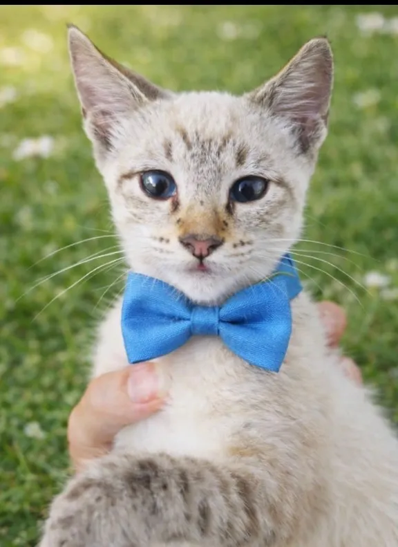 Gato raça SRD-ViraLata idade 2 a 6 meses nome Wilson