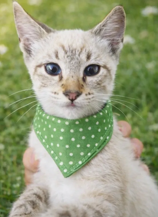 Gato raça SRD-ViraLata idade 2 a 6 meses nome Wilson