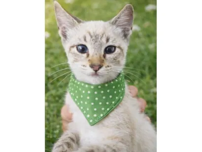 Gato raça SRD-ViraLata idade 2 a 6 meses nome Wilson