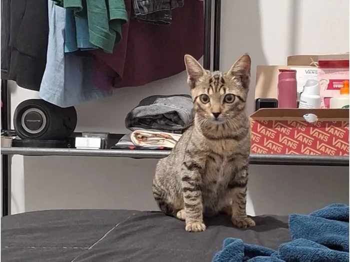 Gato raça SRD-ViraLata idade 2 a 6 meses nome Kenai 