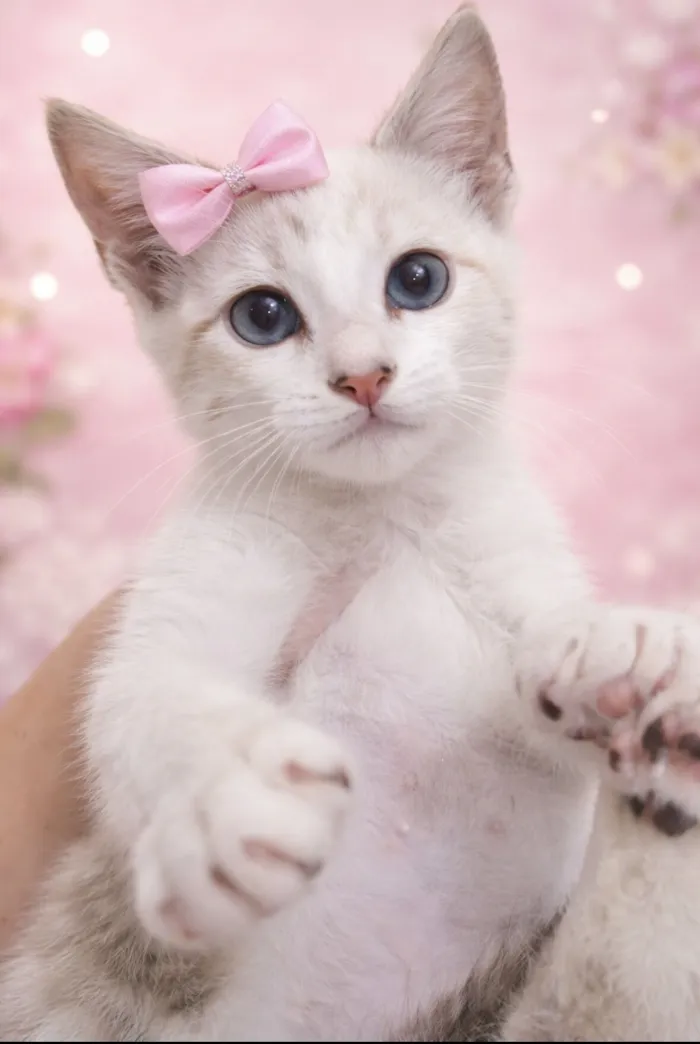 Gato raça SRD-ViraLata idade 2 a 6 meses nome Adams 