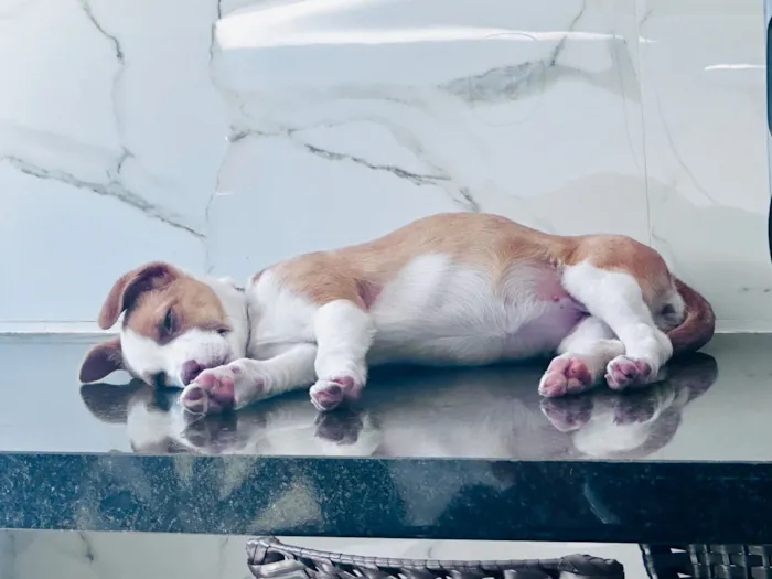 Cachorro raça Pastor Alemão idade 7 a 11 meses nome Monalisa