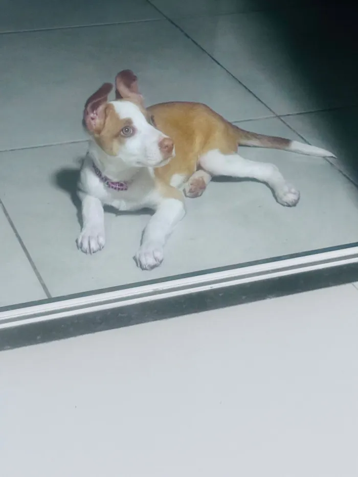 Cachorro raça Pastor Alemão idade 7 a 11 meses nome Monalisa