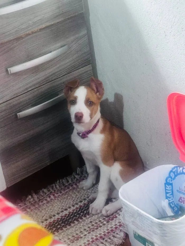 Cachorro raça Pastor Alemão idade 7 a 11 meses nome Monalisa