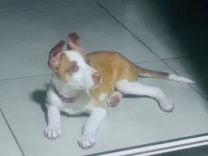 Cachorro raça Pastor Alemão idade 7 a 11 meses nome Monalisa