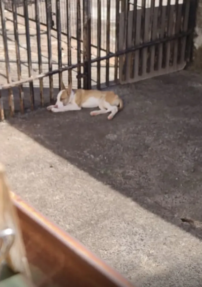 Cachorro raça Pastor Alemão idade 7 a 11 meses nome Monalisa