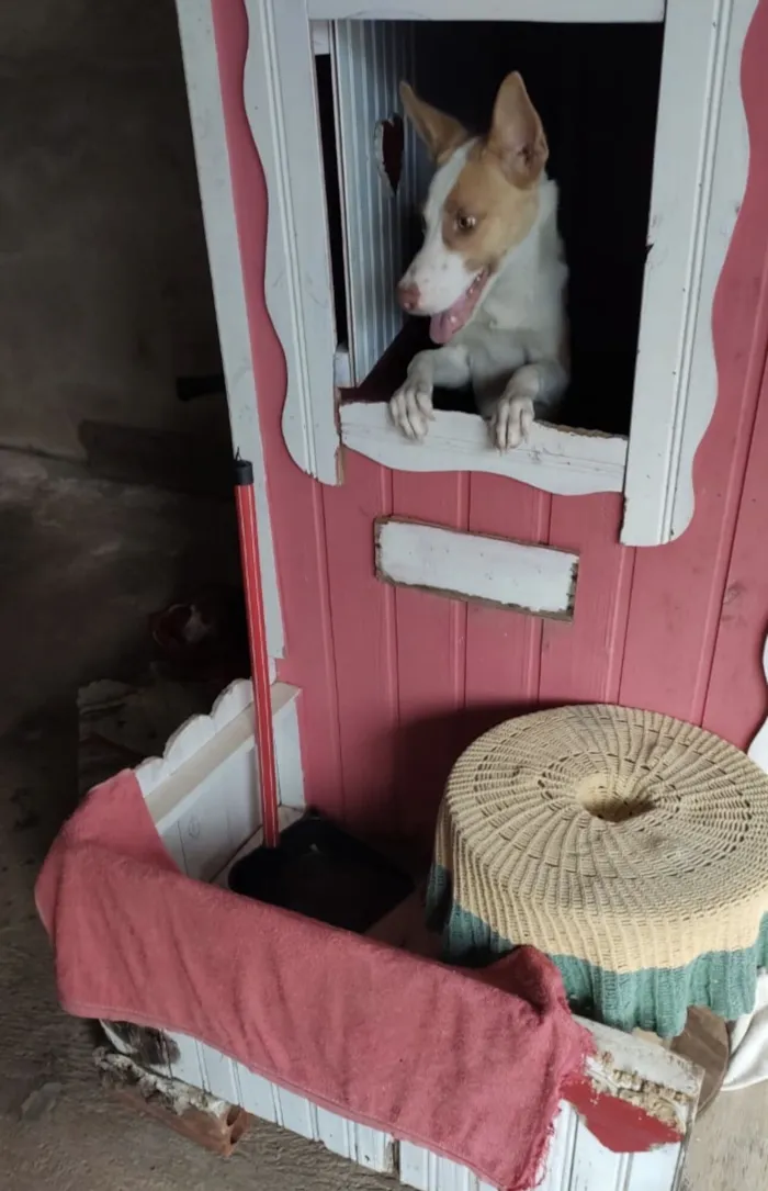 Cachorro raça Pastor Alemão idade 7 a 11 meses nome Monalisa