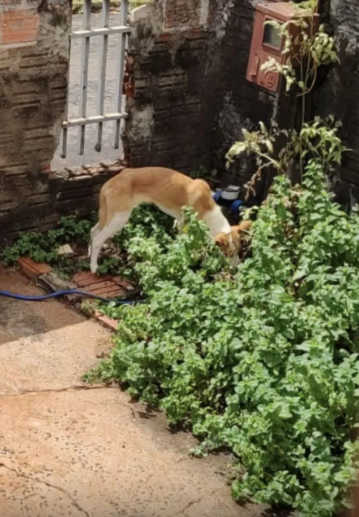 Cachorro raça Pastor Alemão idade 7 a 11 meses nome Monalisa