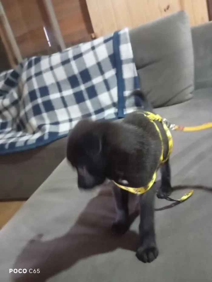 Cachorro raça SRD-ViraLata idade 2 a 6 meses nome Marley 