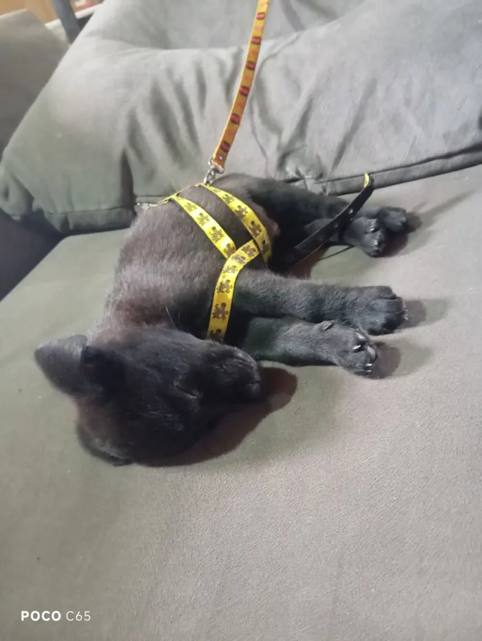 Cachorro raça SRD-ViraLata idade 2 a 6 meses nome Marley 