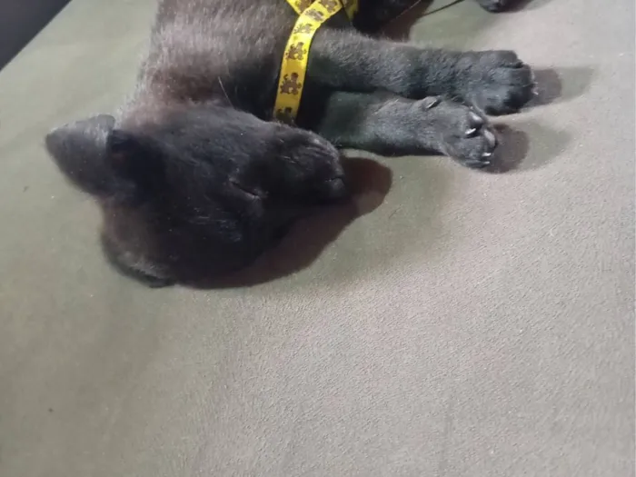 Cachorro raça SRD-ViraLata idade 2 a 6 meses nome Marley 