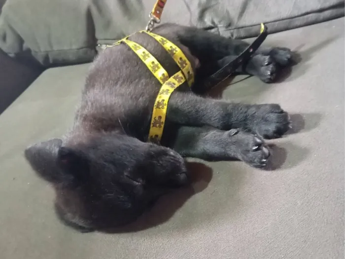 Cachorro raça SRD-ViraLata idade 2 a 6 meses nome Marley 