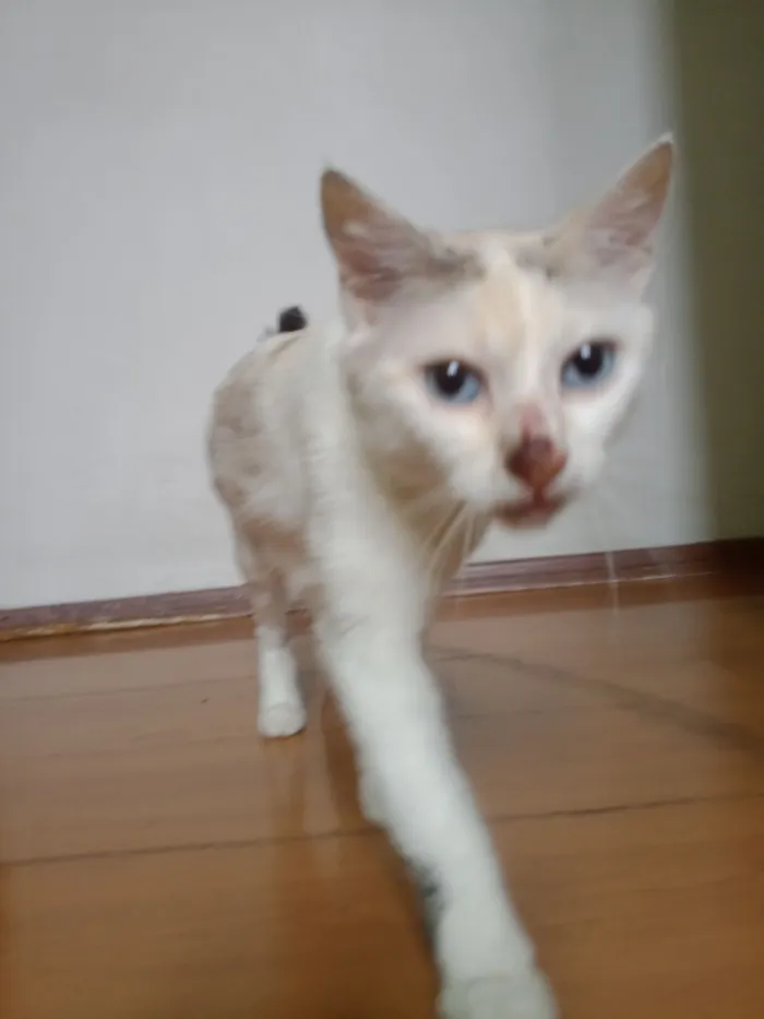 Gato raça SRD-ViraLata idade 1 ano nome Tica