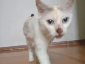 Gato raça SRD-ViraLata idade 1 ano nome Tica