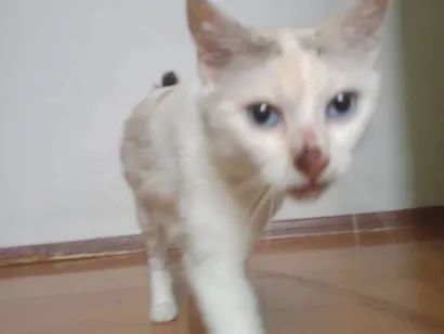 Gato raça SRD-ViraLata idade 1 ano nome Tica