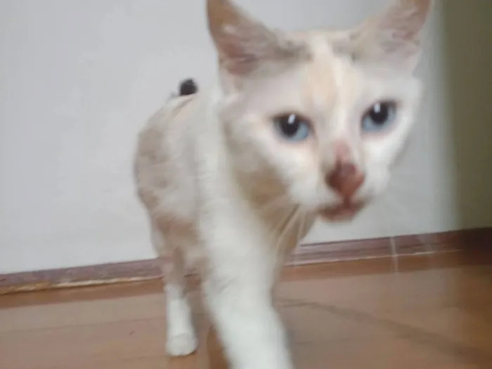 Gato raça SRD-ViraLata idade 1 ano nome Tica