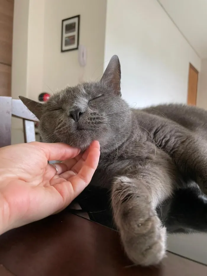 Gato raça SRD-ViraLata idade 5 anos nome Jimmy