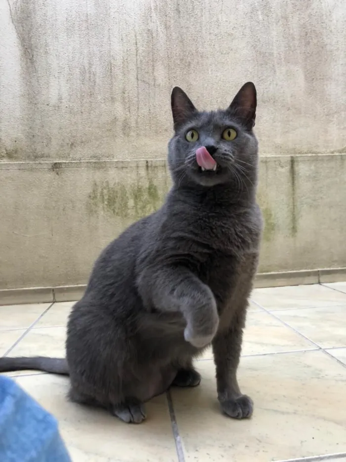 Gato raça SRD-ViraLata idade 5 anos nome Jimmy