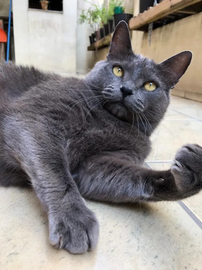 Gato raça SRD-ViraLata idade 5 anos nome Jimmy