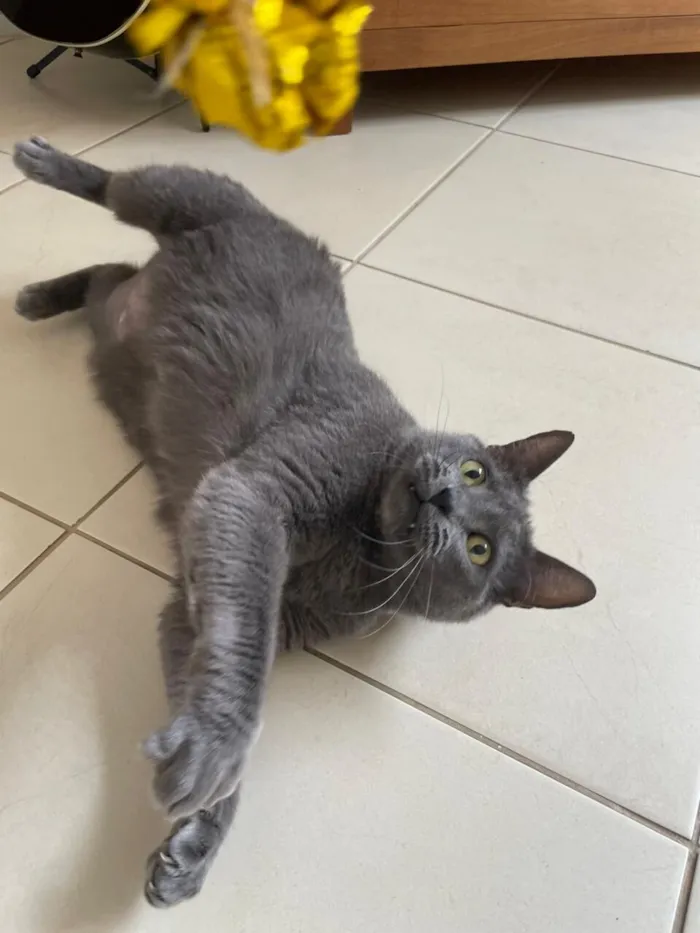 Gato raça SRD-ViraLata idade 5 anos nome Jimmy