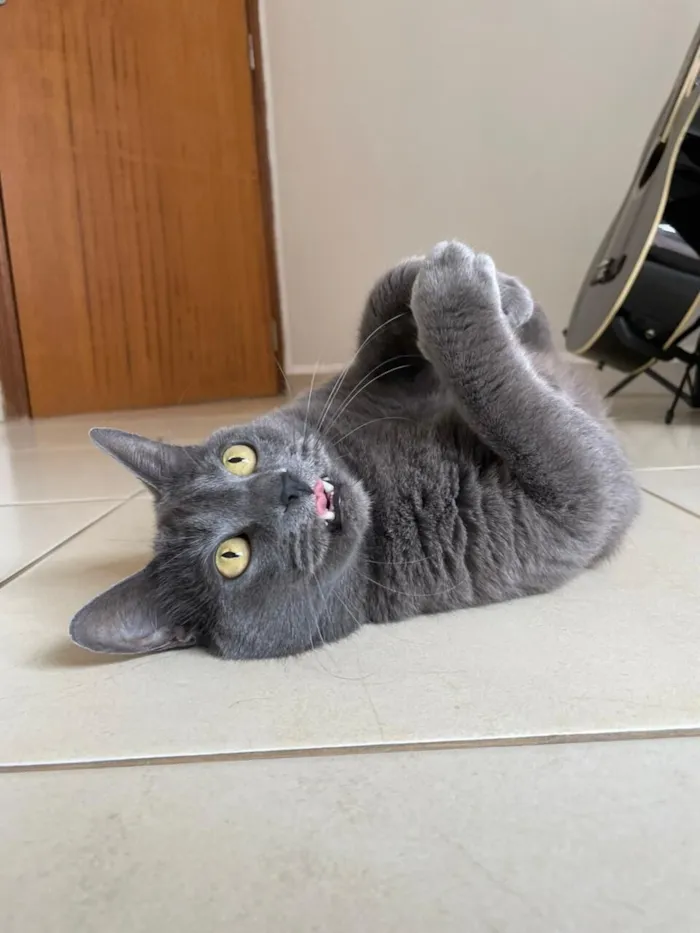 Gato raça SRD-ViraLata idade 5 anos nome Jimmy