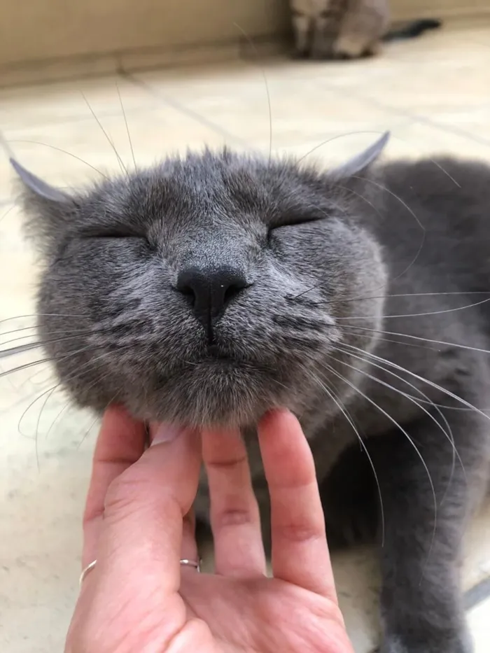 Gato raça SRD-ViraLata idade 5 anos nome Jimmy