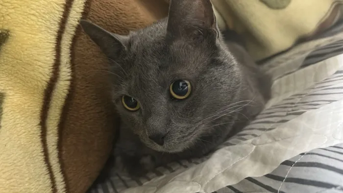 Gato raça SRD-ViraLata idade 5 anos nome Jimmy