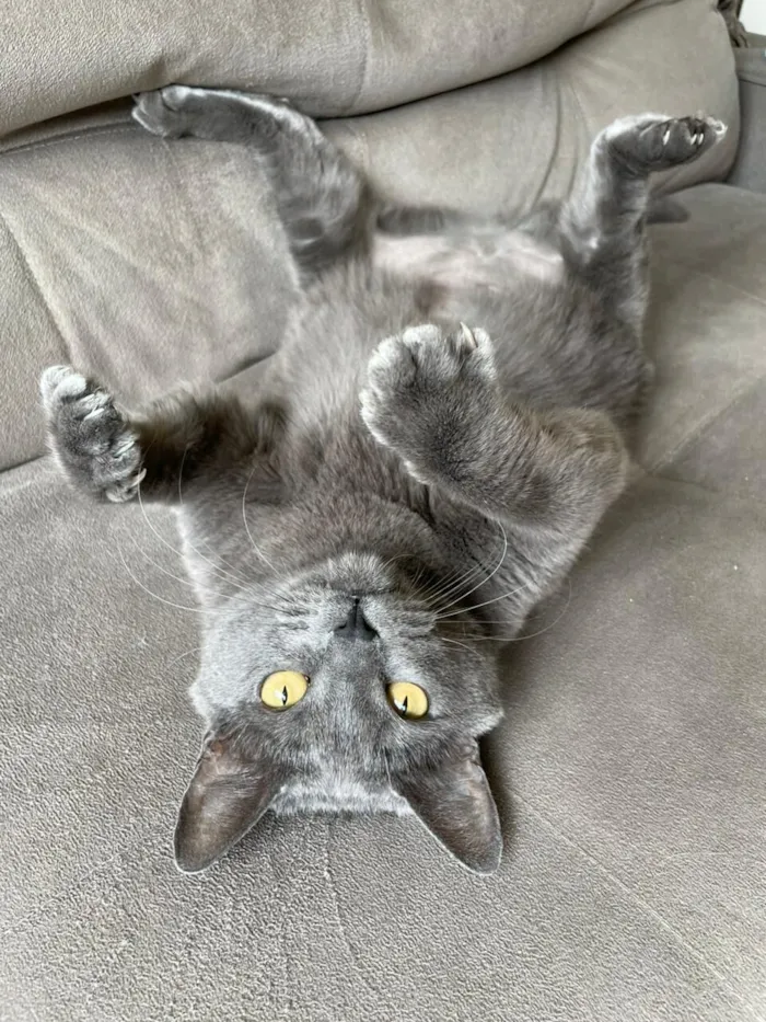 Gato raça SRD-ViraLata idade 5 anos nome Jimmy