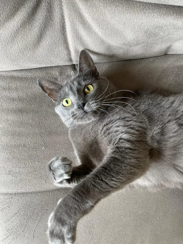 Gato raça SRD-ViraLata idade 5 anos nome Jimmy