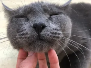 Gato raça SRD-ViraLata idade 5 anos nome Jimmy