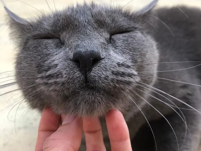 Gato raça SRD-ViraLata idade 5 anos nome Jimmy