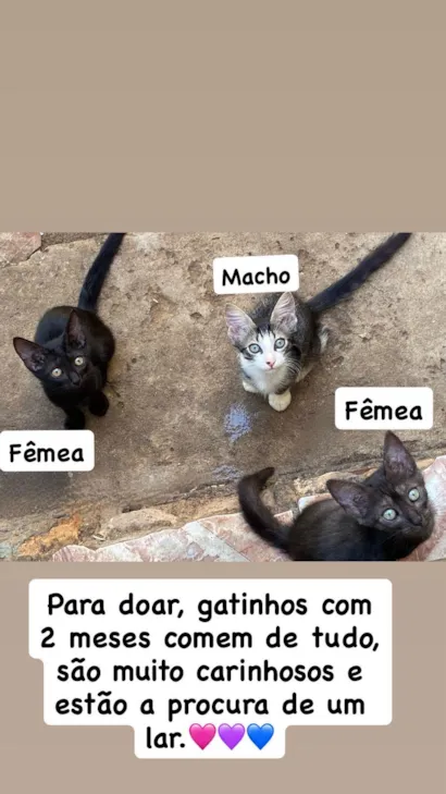 Gato raça SRD-ViraLata idade 2 a 6 meses nome Tigrinho, Cinzinha e negona 