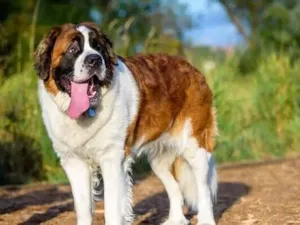 Cachorro raça São Bernardo idade 3 anos nome rani